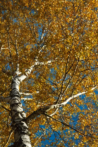 Huş ağacı 1 — Stok fotoğraf