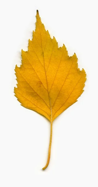Birch leaf — Stockfoto