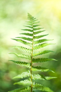 Green Fern Leave clipart