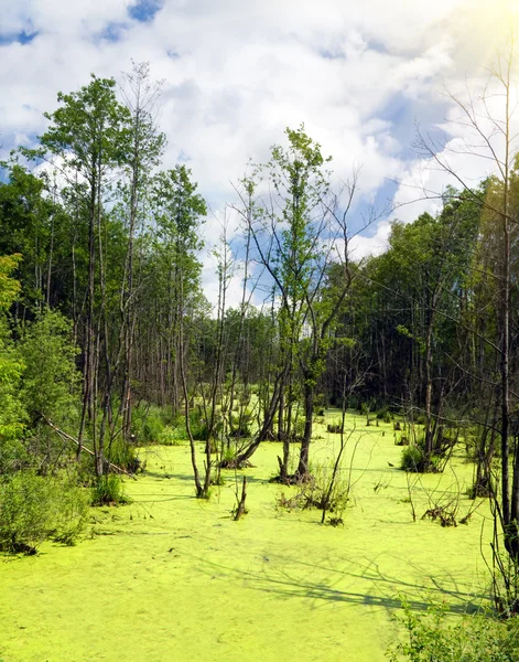 色彩缤纷的沼泽 — 图库照片