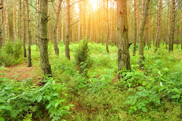 Floresta de pinheiro , — Fotografia de Stock
