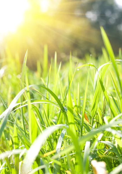 Зелена трава луг — стокове фото