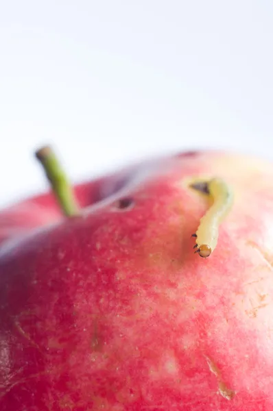 Verme em maçã vermelha — Fotografia de Stock
