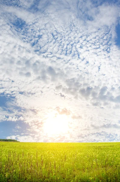 緑の草原上の青い空. — ストック写真