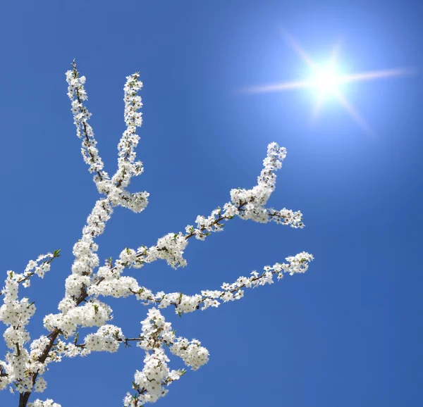 Wiosną drzewa — Zdjęcie stockowe