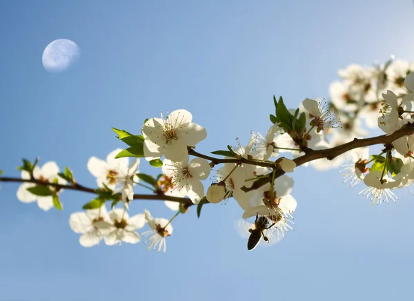 El brunch del árbol de primavera — Foto de Stock