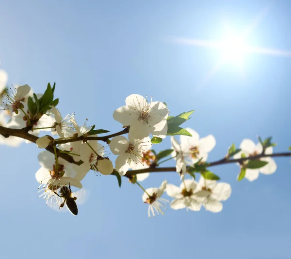 繁花似锦的春天树的早午餐 — 图库照片