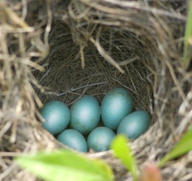Mavi robin onların yuvadaki yumurta