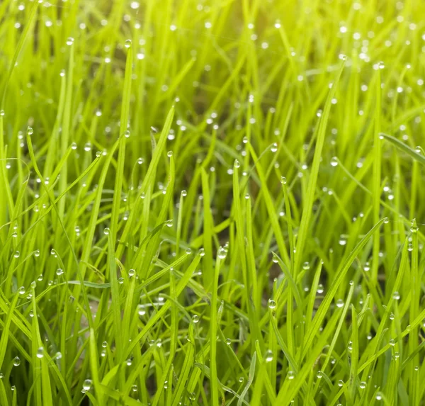 Makro des Regentropfens auf dem Gras. — Stockfoto