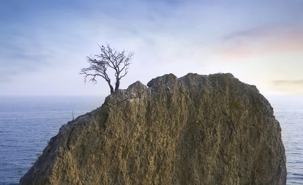 Alone tree on rock in sea. — Stock Photo, Image