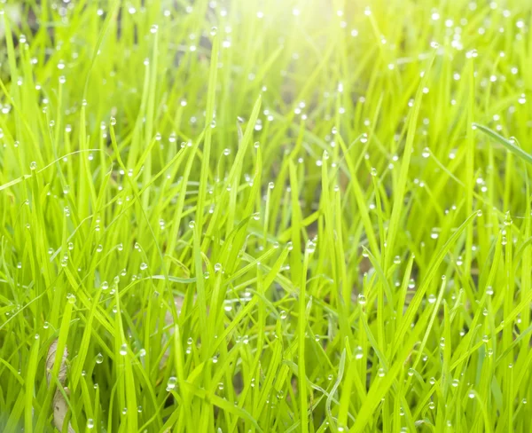 Gocce su un'erba verde — Foto Stock