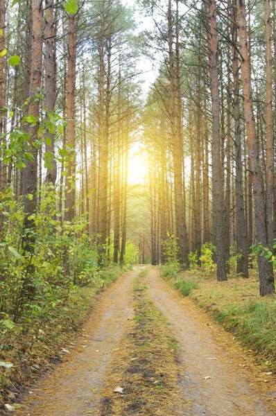Güneşli çam ormanı — Stok fotoğraf