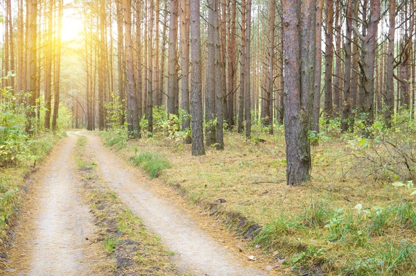 Sunny pine forest — Stock Photo, Image