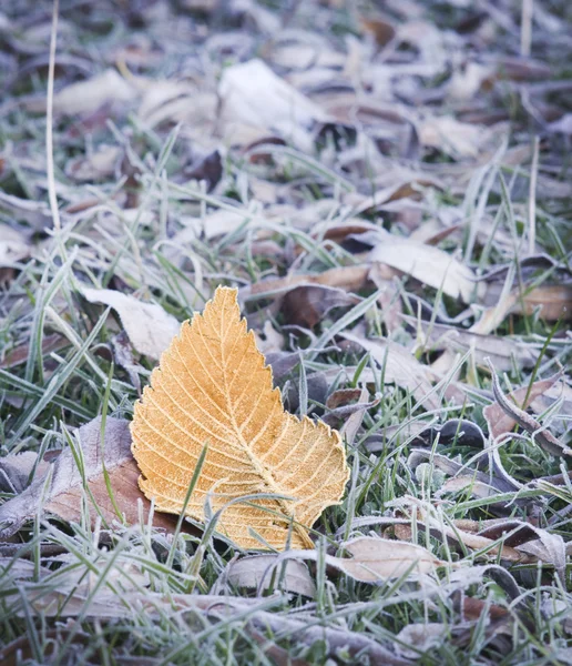 A folha amarela girada na grama — Fotografia de Stock