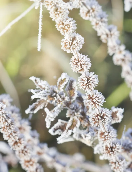 Заморожені рослин — стокове фото