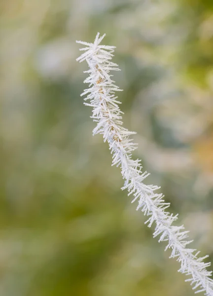 Planta congelada — Fotografia de Stock