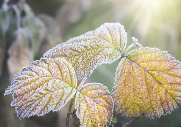 Frozen leafs of plant — Stock Photo, Image