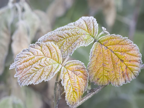 Frozen leafs of plant — Stock Photo, Image