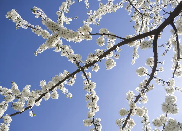 繁花似锦的春天树 — 图库照片
