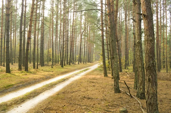 Дорога к осеннему лесу — стоковое фото