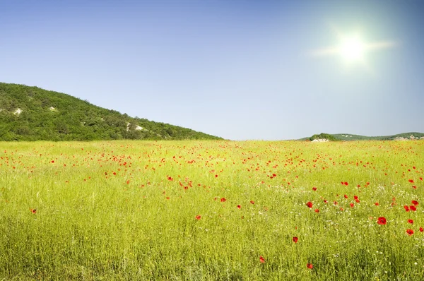 山中に緑の花の草原. — ストック写真