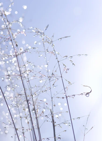 Water drops on plant stems. — Stock Photo, Image