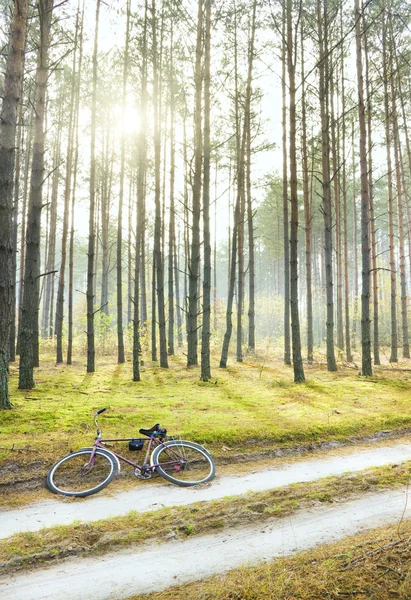 stock image Sunny pine forest