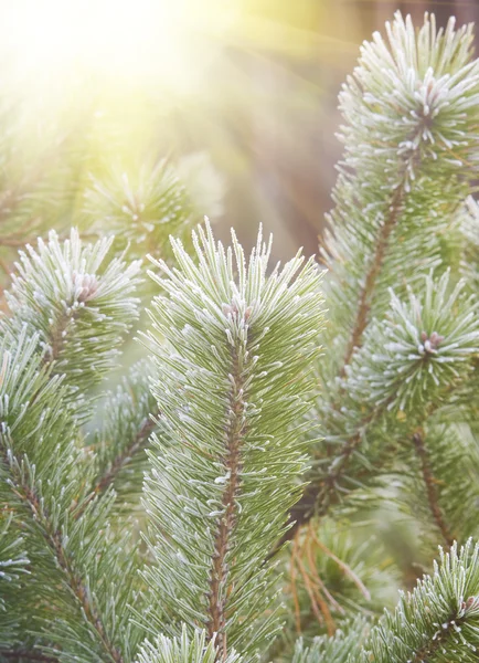 Green pine brunches — Stockfoto