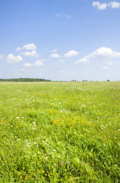 Green field. — Stock Photo, Image