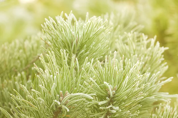 Prickly branches of a fur-tree or pine — Stockfoto