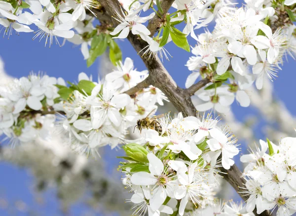Kwitnąca drzewo wiosna — Zdjęcie stockowe