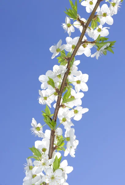 Rama de un albaricoque floreciente — Foto de Stock