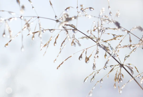 水滴し、氷の植物の茎に散る. — ストック写真