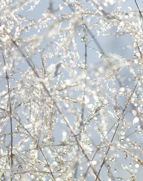 Vattendroppar och is på växt stjälkar水滴と植物の茎の氷. — ストック写真