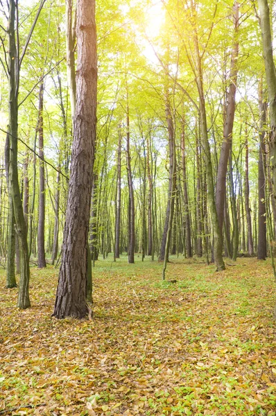 Herbstholz — Stockfoto