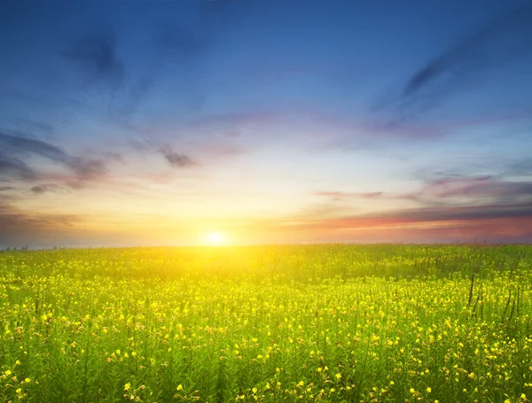 Solnedgång på blomma äng. — Stockfoto