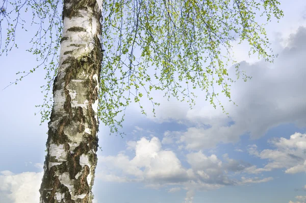 자작나무 트리 — 스톡 사진