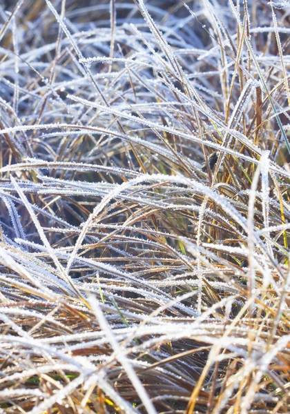 Gefrorenes Gras mit Eis. — Stockfoto