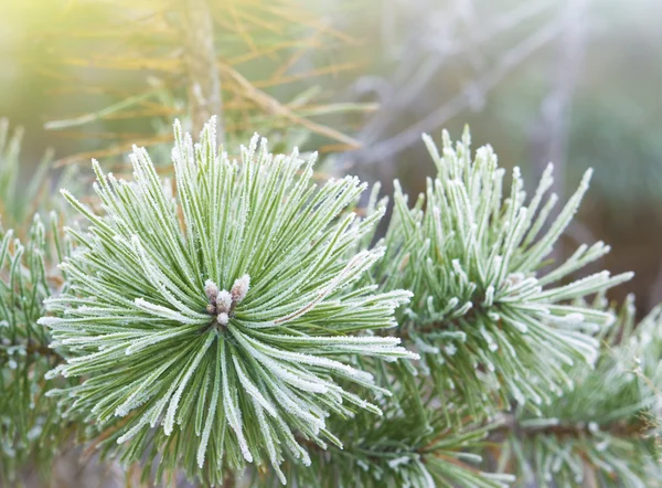 緑のクリスマスツリー — ストック写真