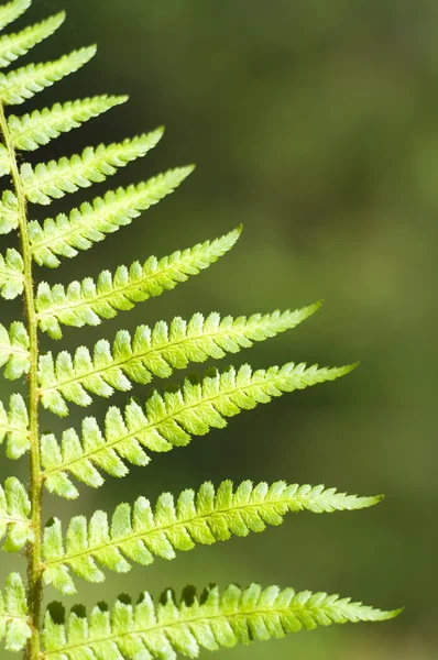 Green Fern Leave — Stock Photo, Image