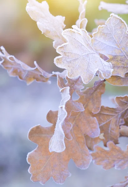 Autumn oak — Stock Photo, Image