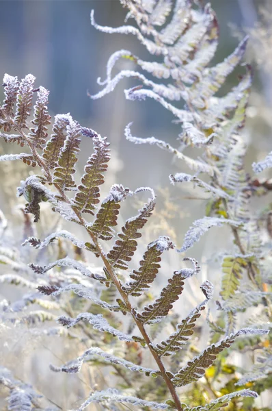 Παγετός στους μίσχους φυτών. — Φωτογραφία Αρχείου