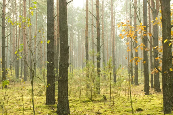 Ráno v podzimním lese. — Stock fotografie