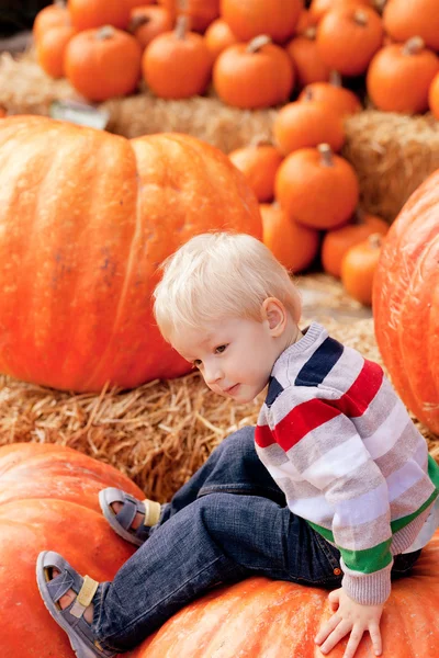 Toddler at the pumpkin patch — Stock Photo, Image