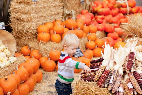 Maluch na pumpkin patch — Zdjęcie stockowe
