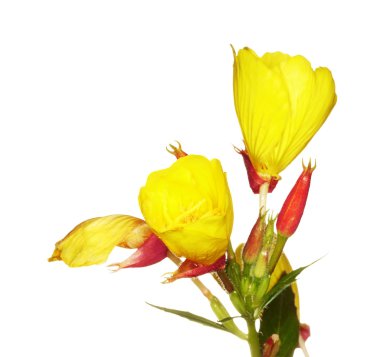 Oenothera glazioviana