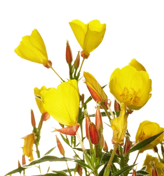 stock image Oenothera glazioviana