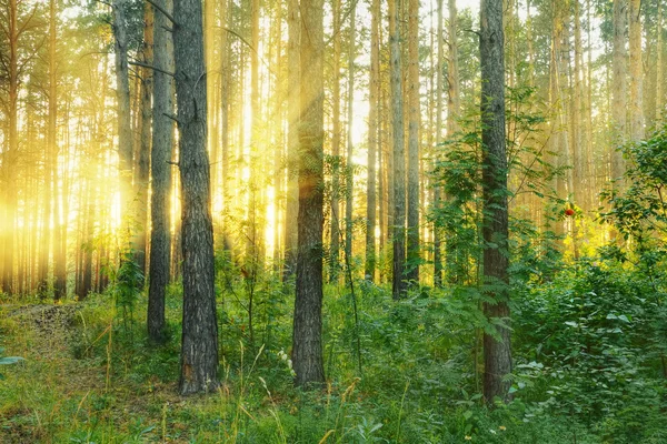 Dans les bois — Photo