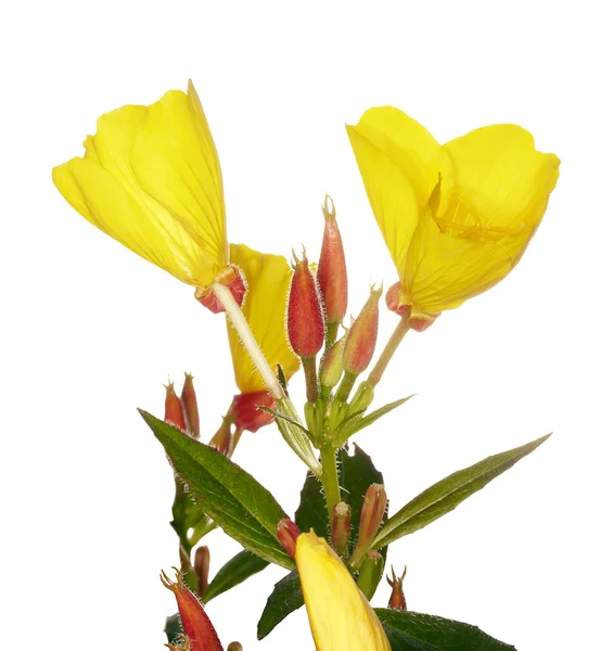 Stock image Oenothera glazioviana