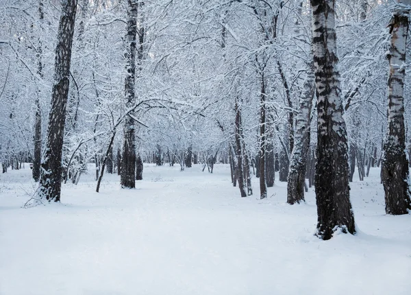 Kış orman — Stok fotoğraf